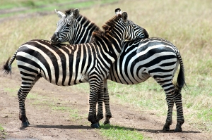 Zebras