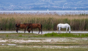 Am Neusiedler See_1
