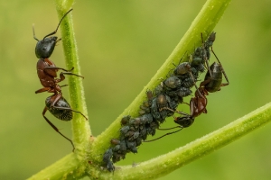 Ameisen_1