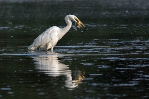 Reiher mit Fisch 3_1