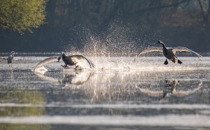 Schwanenlandung 22_1