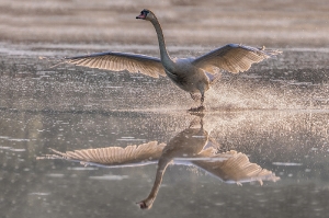 Schwanenlandung mit Spiegelung_1