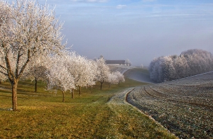 Winter im Obstgarten_1