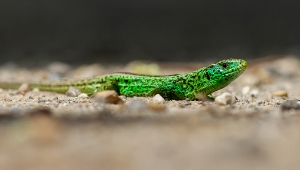 Smaragdeidechse_1