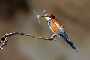 Bienenfresser mit Libelle_1