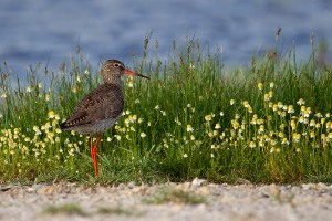 Mitten in der Kamille_1