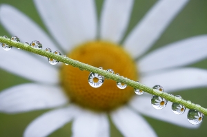Margerite spiegelt sich in Tautropfen
