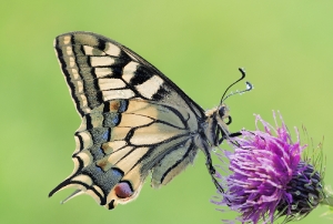 Schwalbenschwanz auf Distelblüte
