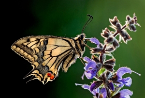 Schwalbenschwanz auf Salbeiblüte