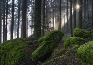 Wald bei St. Thomas/Bl.