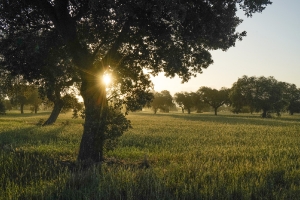 Extremadura Spanien_3