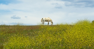 Extremadura Spanien_4