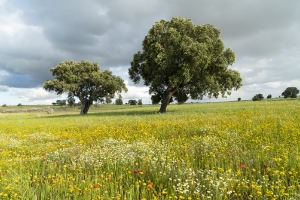 Extremadura Spanien_5