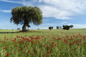 Extremadura Spanien_6