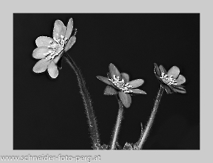 2019-03-07 17-51-47 (C)_SW-2-Bearbeitet