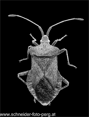 Aus ARW_Tiff_A,Radius8,Smoothing4_DSC0297-Bearbeitet Kopie-Bearbeitet