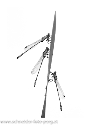 Große Pechlibelle_1663_retuschiert_sw