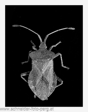 Große Randwanze,ev_SW-2