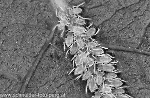 Läuse auf Nussbaum--2-2