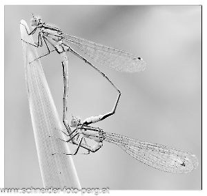 Pechlibellen_SW_kleiner Rand_9756