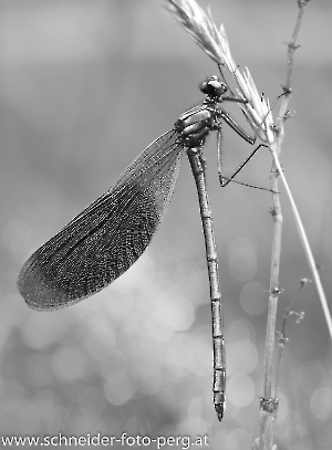 Prachtlibelle_gebänderte_6800_Spiegelung_SW