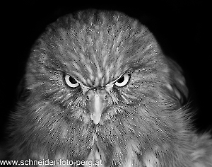 Sperlingskauz_1113_Zwischensicherung1