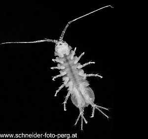 Wasserassel_1_C,Smoothing3_DSC7592-Bearbeitet-SW-2