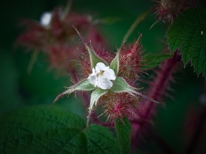 Japanische Weinbeere_1