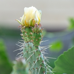 Opuntia engemanii_1