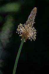 Plantago lanceolata_1