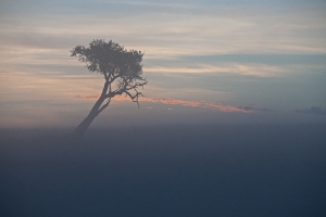 Sonnenaufgang in der Masai Mara_1