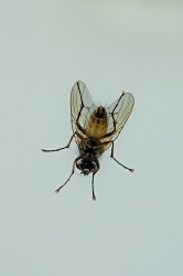 Calliphoridae_1