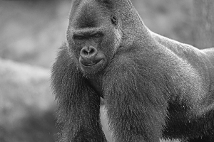 Gorilla_1