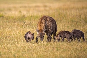 Hyänenkindergarten_1