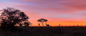 Sonnenaufgang in der Mara_1