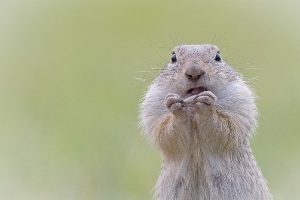 Spermophilus citellus_1