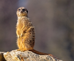Suricata suricatta_1