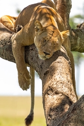 Verdauungsschläfchen_1