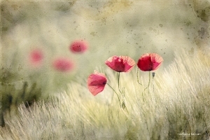 2_Mohn